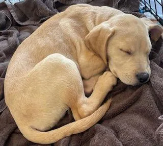 Vanilla Milkshake thumbnail 2