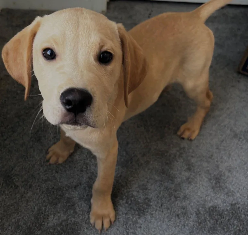 Vanilla Milkshake thumbnail 3