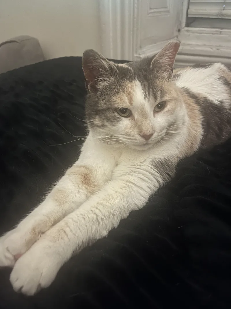 Vivianne thumbnail 2