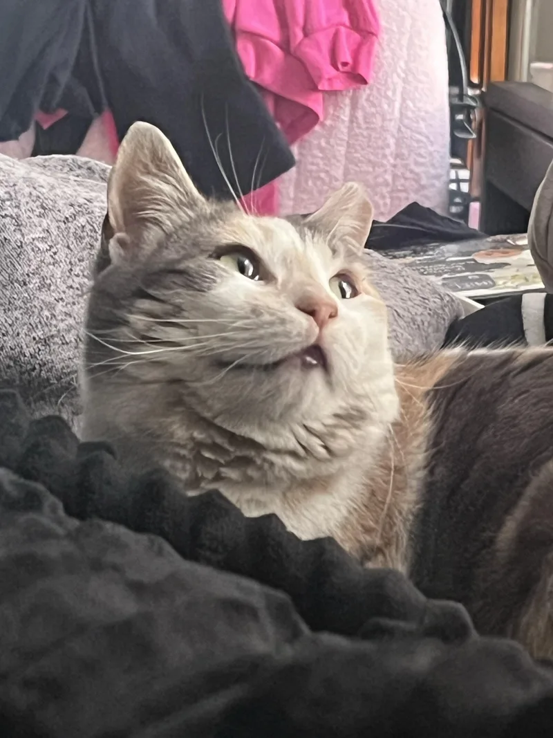 Vivianne thumbnail 3