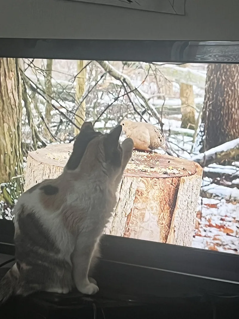 Vivianne thumbnail 4