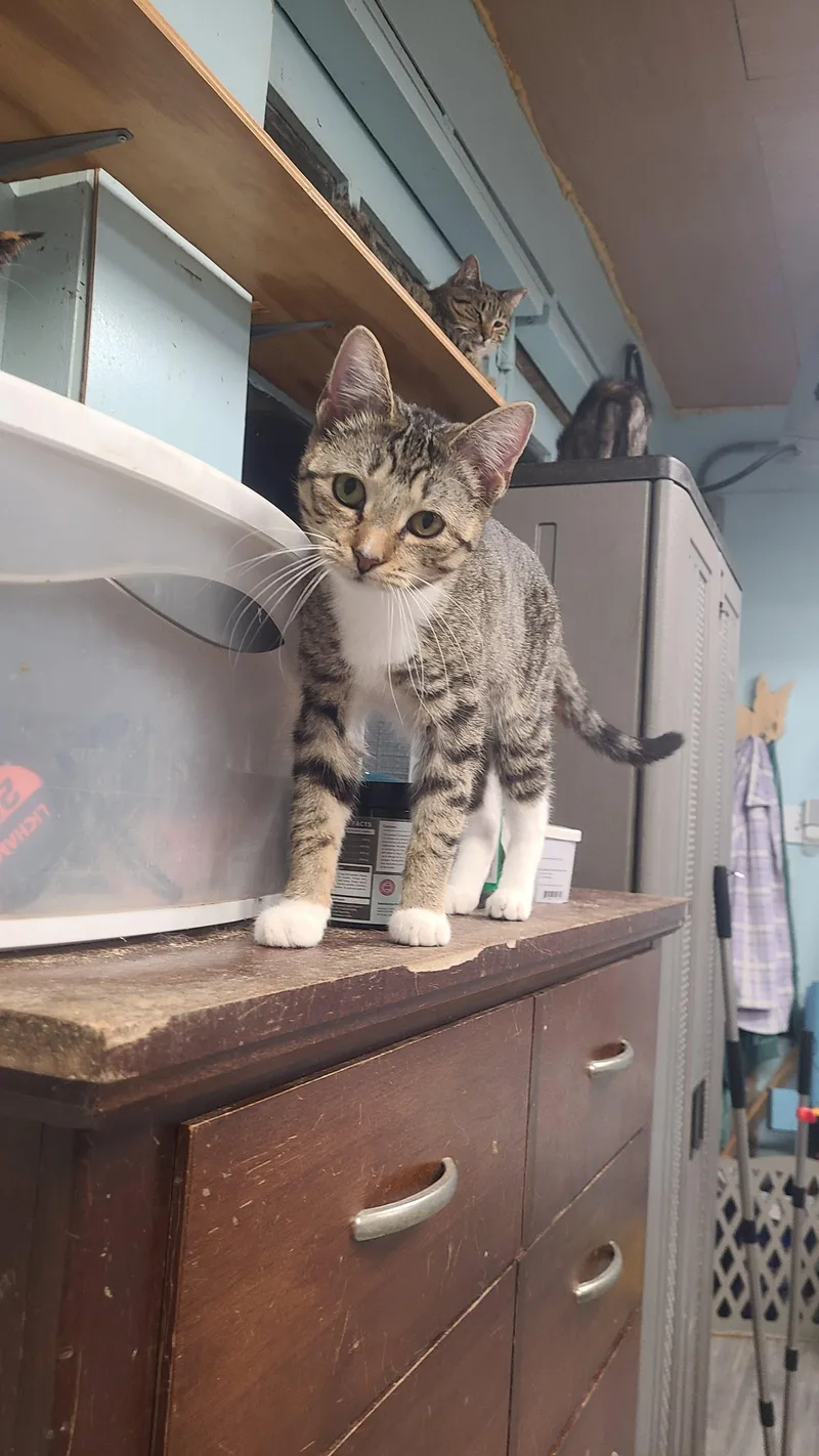 A young small-sized female Tabby (Buff / Tan / Fawn) Domestic Short Hair cat named Danica for adoption in Norfolk, VA
