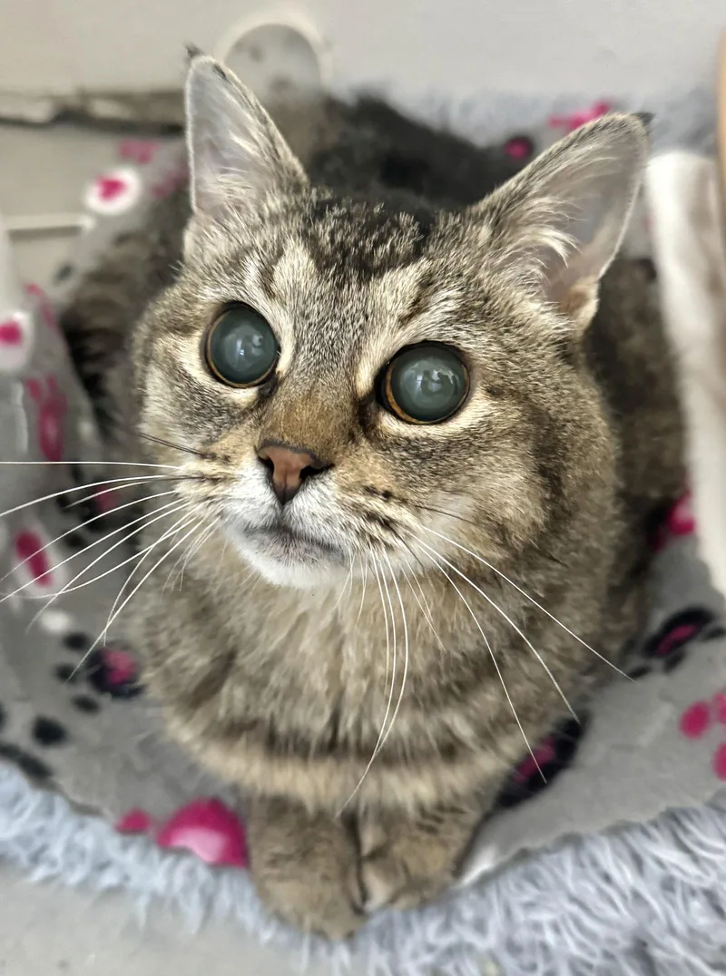 Hootie  Sightless Sweetie