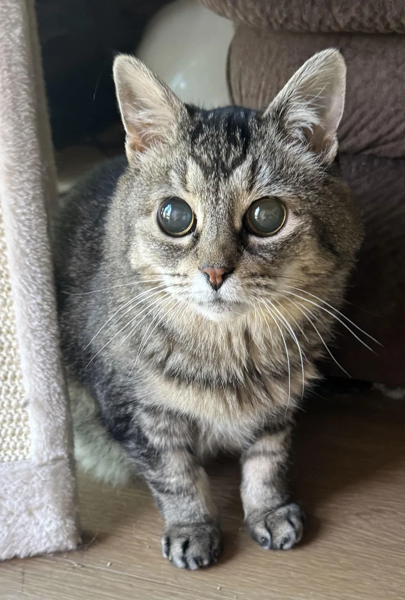 Hootie  Sightless Sweetie thumbnail 3