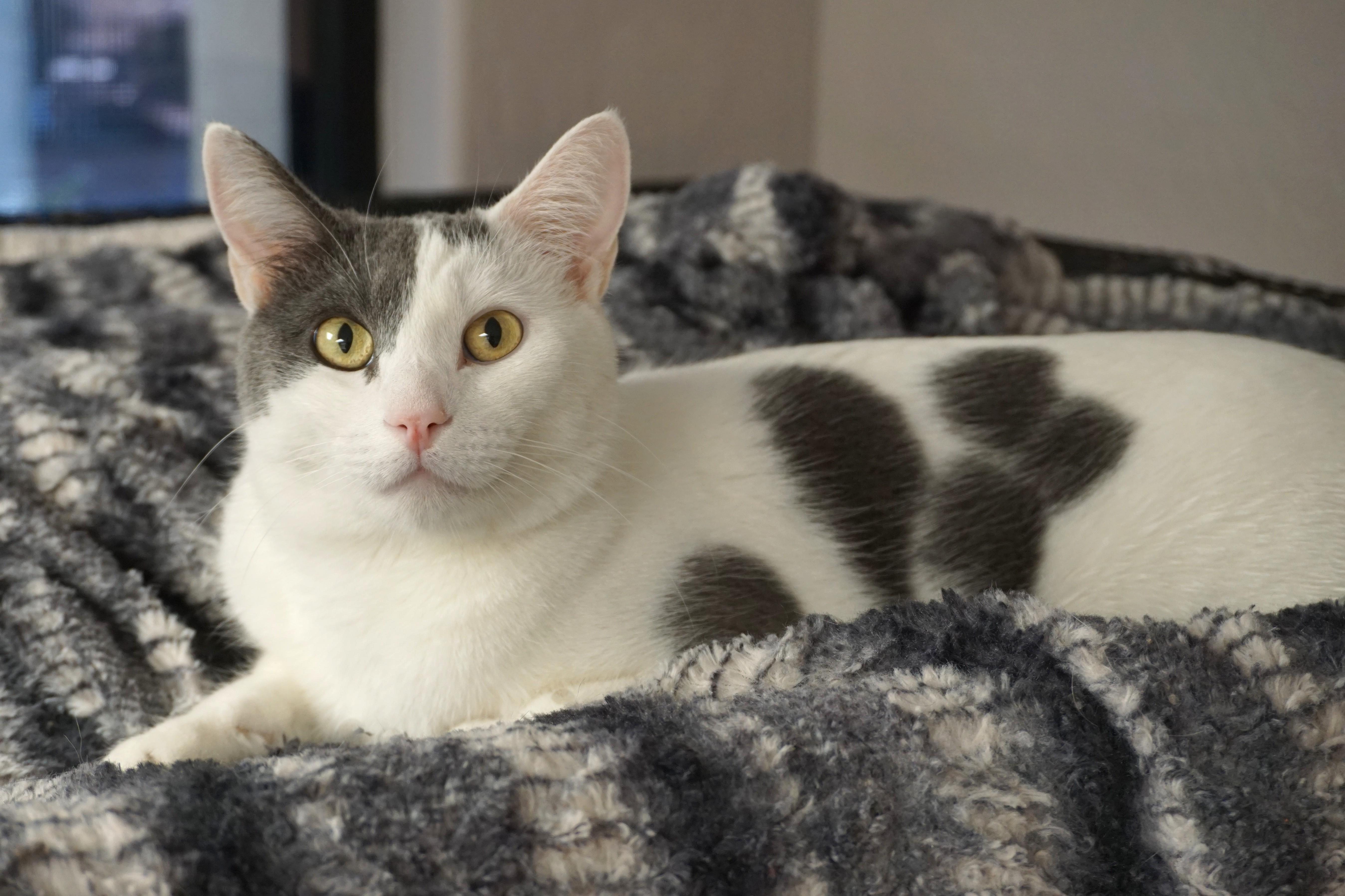 Miko thumbnail 3
