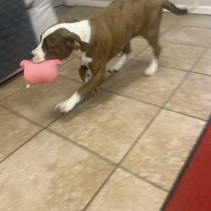 Jelly Bean thumbnail 2