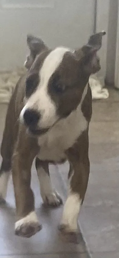 Jelly Bean thumbnail 3