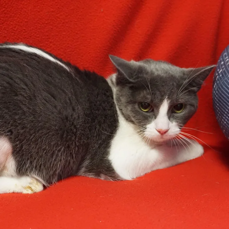 La Audrey thumbnail 4