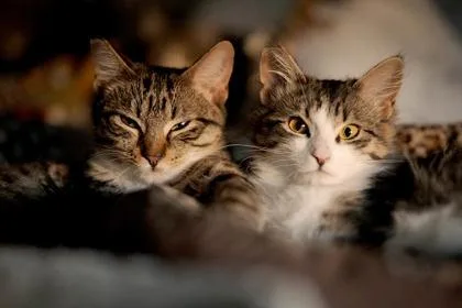 Priscilla thumbnail 2