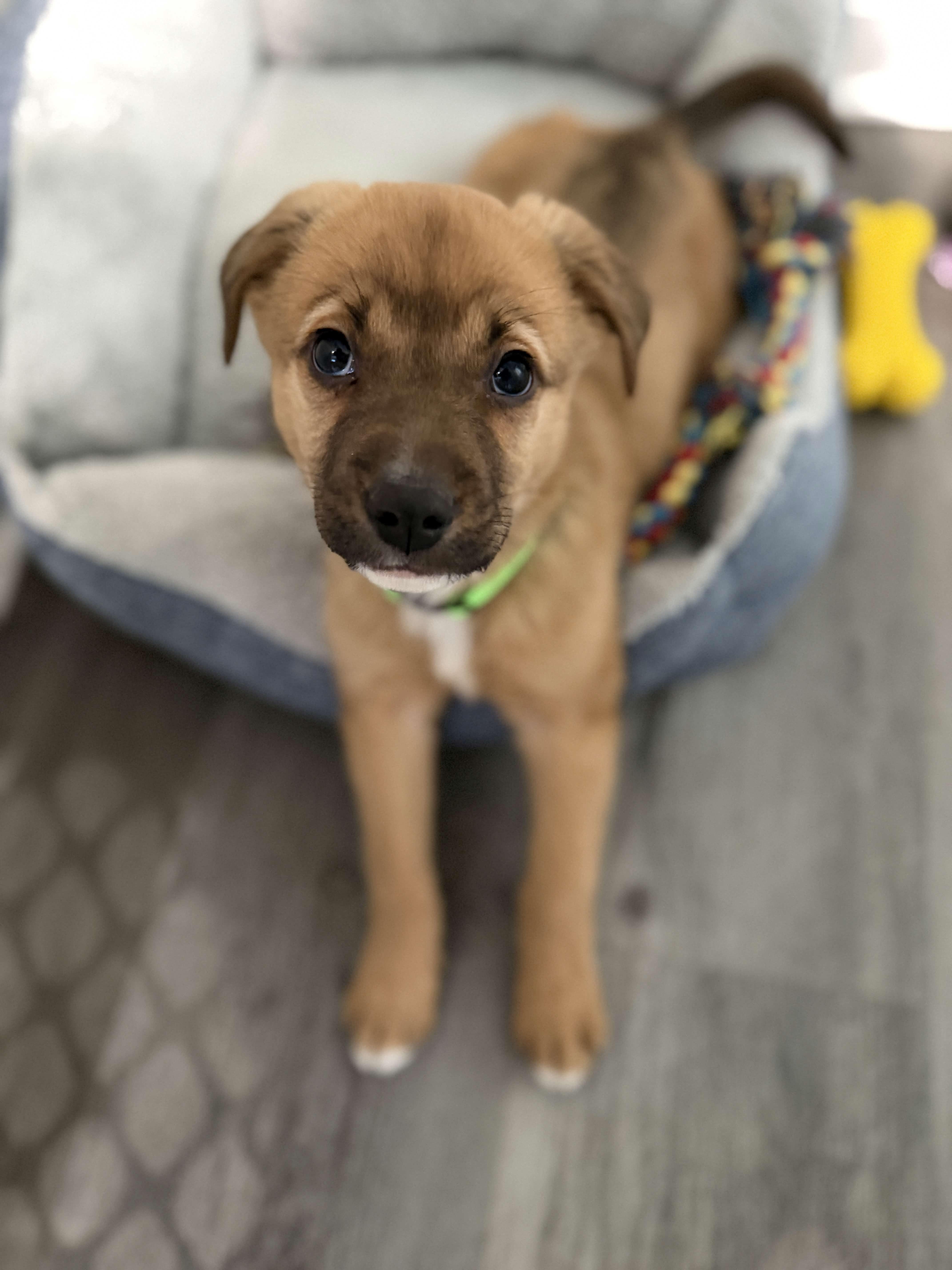 Magnolia thumbnail 2