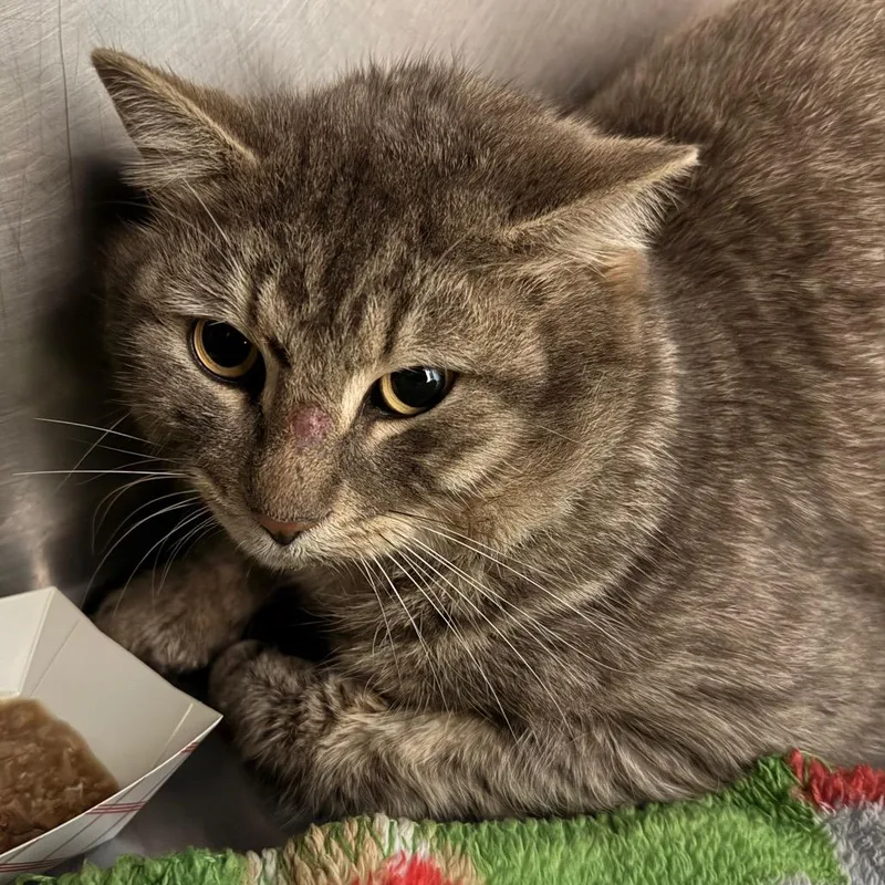 Blizzard thumbnail 2