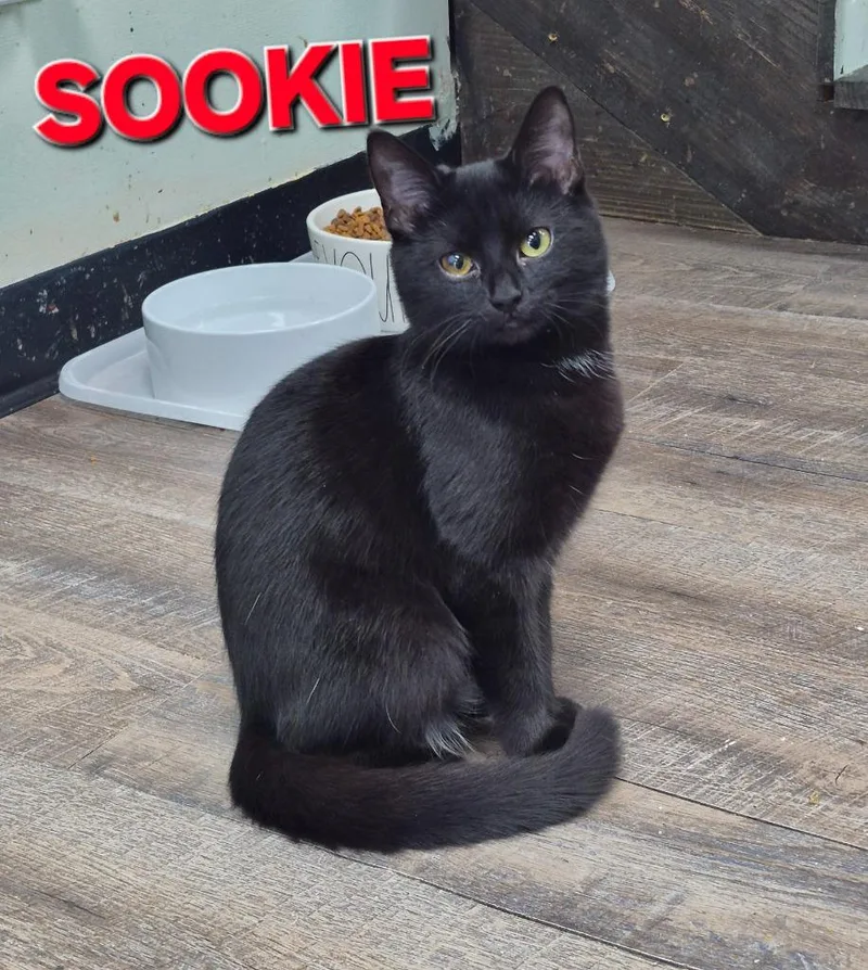 Sookie P