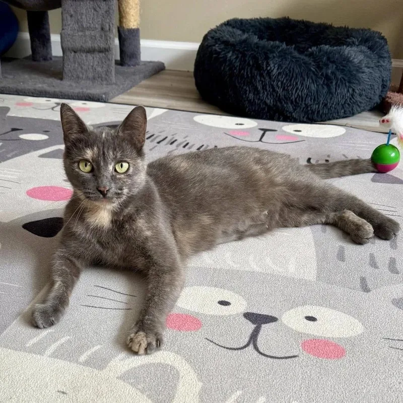 Moon Pie thumbnail 2