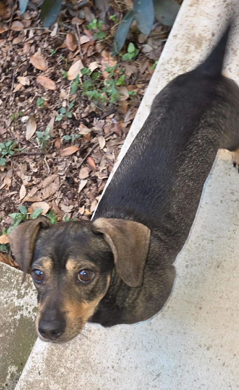 Buddy And Chiquita thumbnail 2