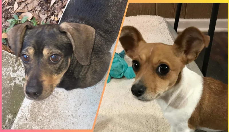 Buddy And Chiquita thumbnail 4