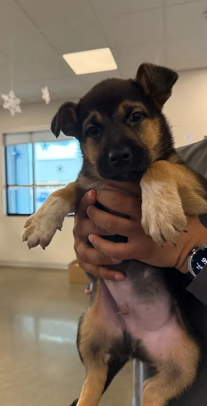 Bullseye thumbnail 2