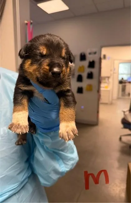 Bullseye thumbnail 3