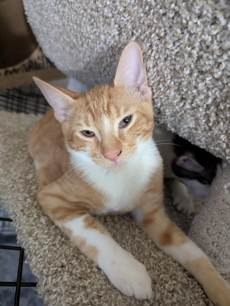 Cheddar Bay Biscuit thumbnail 2