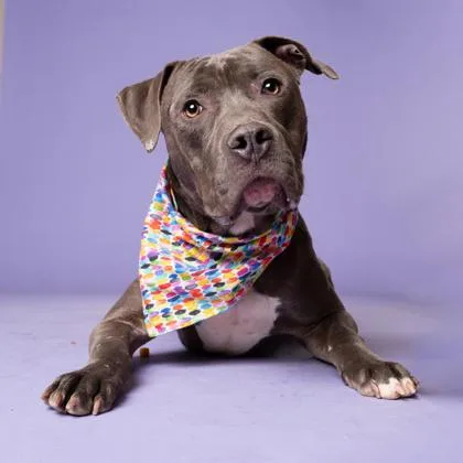 Mister Worldwide thumbnail 2