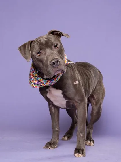 Mister Worldwide thumbnail 3