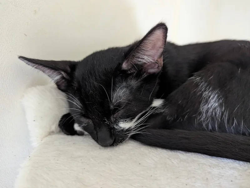 Marzipan thumbnail 2