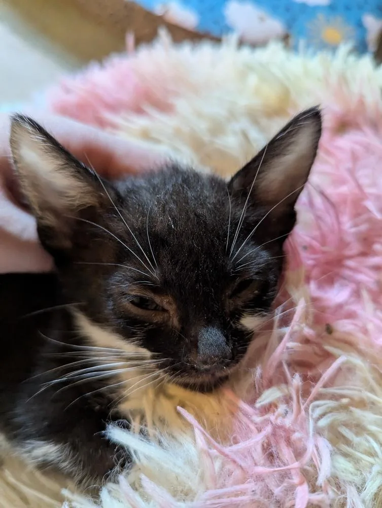 Marzipan thumbnail 3