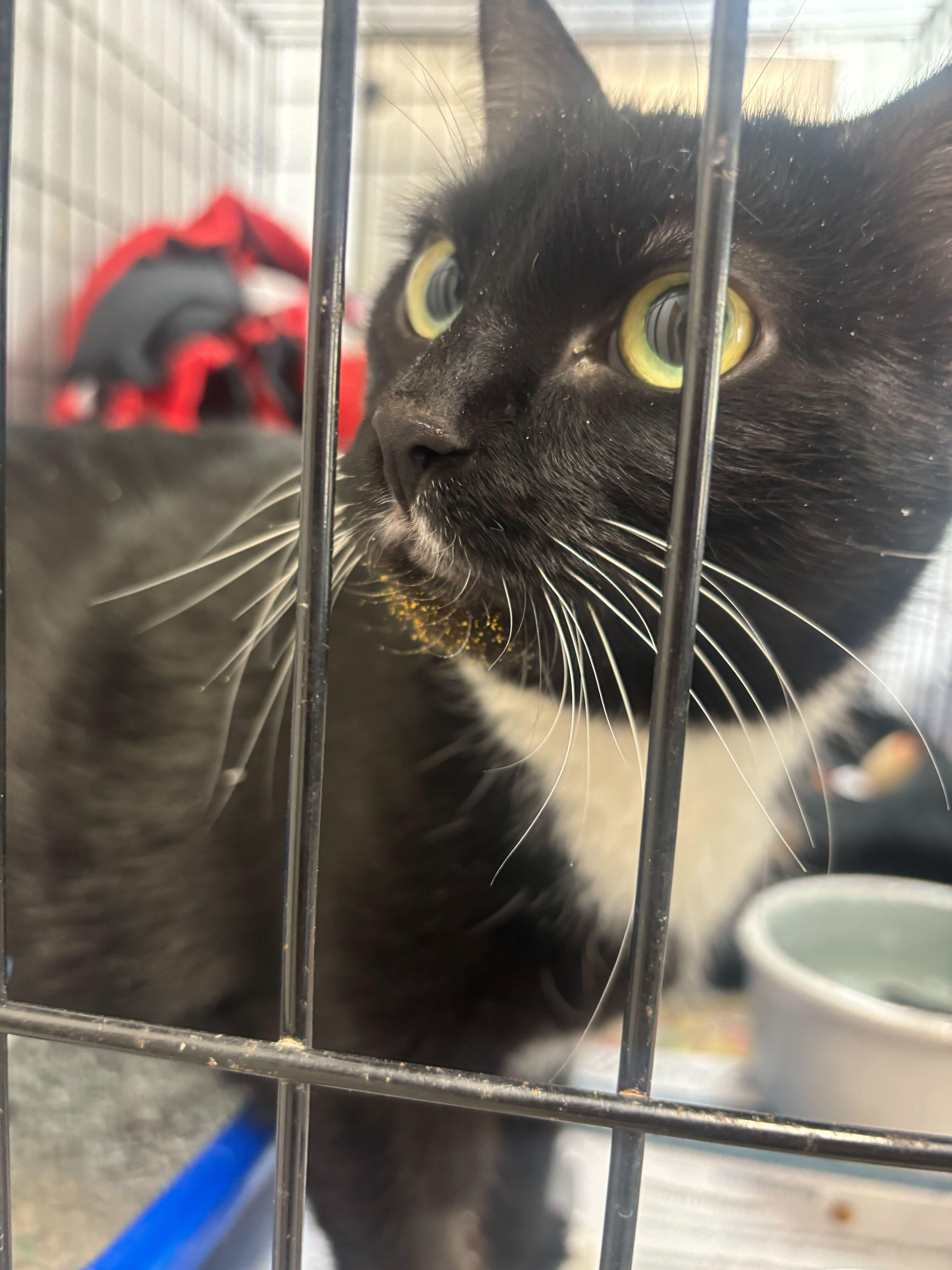 Meowlody thumbnail 2