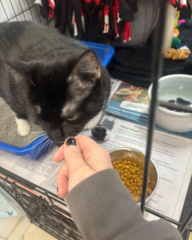 An adult large-sized female Domestic Short Hair cat named Meowlody for adoption in Manchester, NH