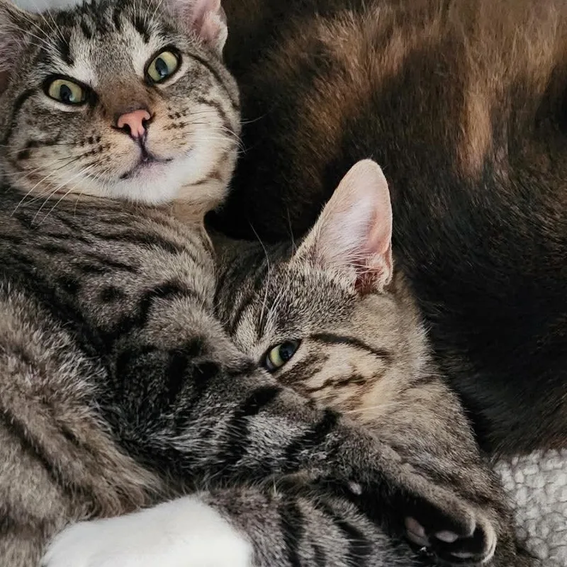 Twinkle & Comet thumbnail 2