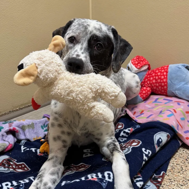 Brinkley Fuzzy  Local thumbnail 2