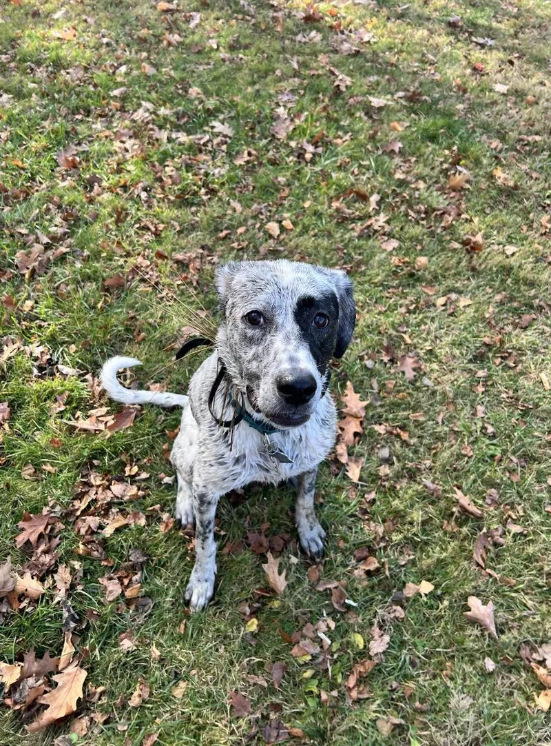 Brinkley Fuzzy  Local thumbnail 4