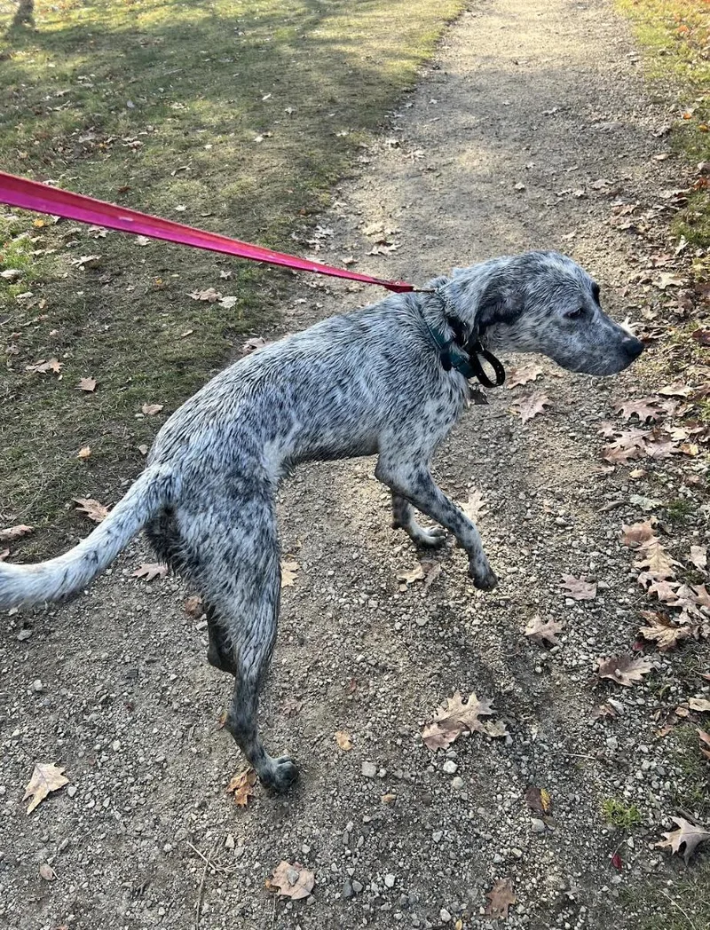 Brinkley Fuzzy  Local thumbnail 5