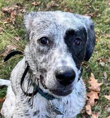 Brinkley Fuzzy  Local