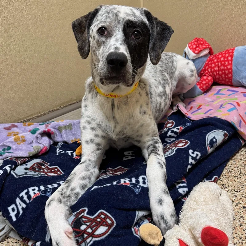 Brinkley Fuzzy  Local thumbnail 6