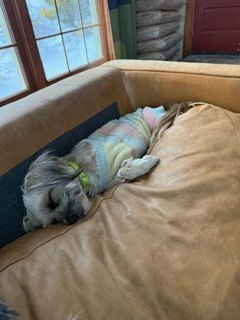 Snickers thumbnail 3