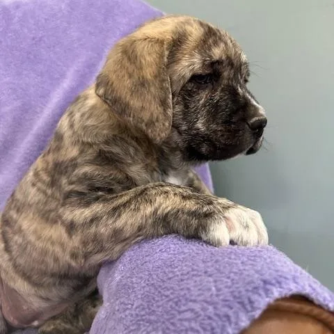 Opal Gem thumbnail 2