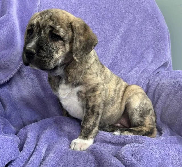 Opal Gem thumbnail 3