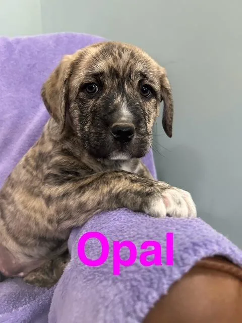 Opal Gem thumbnail 4