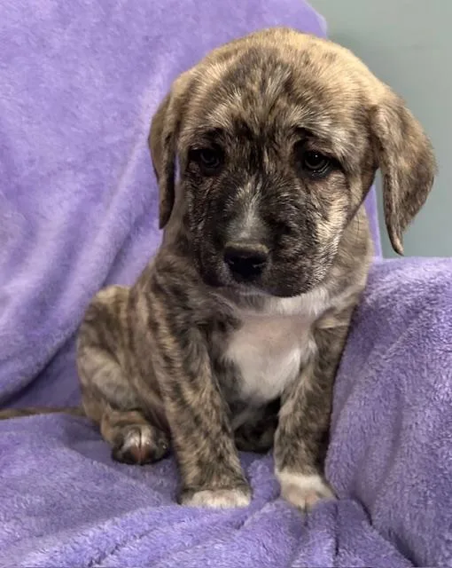 Opal Gem thumbnail 5