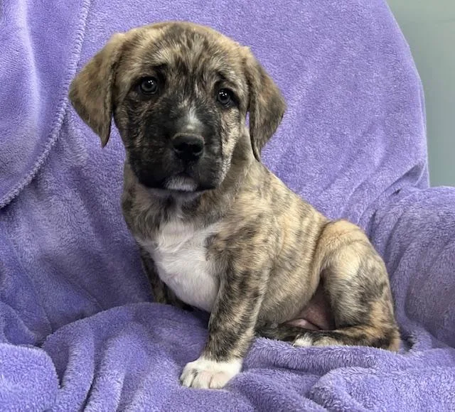 Opal Gem thumbnail 6