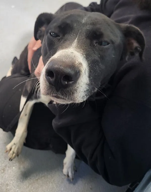 Pen  Sasha thumbnail 2