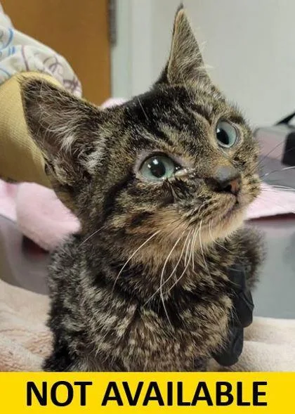 Espresso thumbnail 2