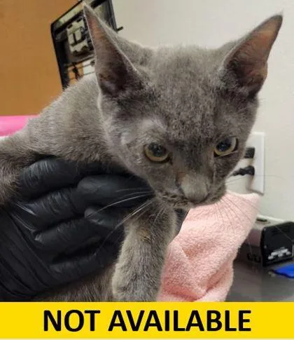 Sierra Mist thumbnail 2