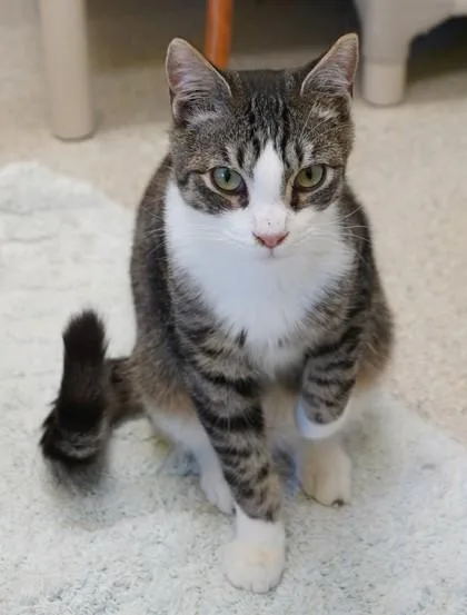 Mountain Dew thumbnail 2