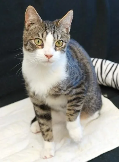 Mountain Dew thumbnail 3