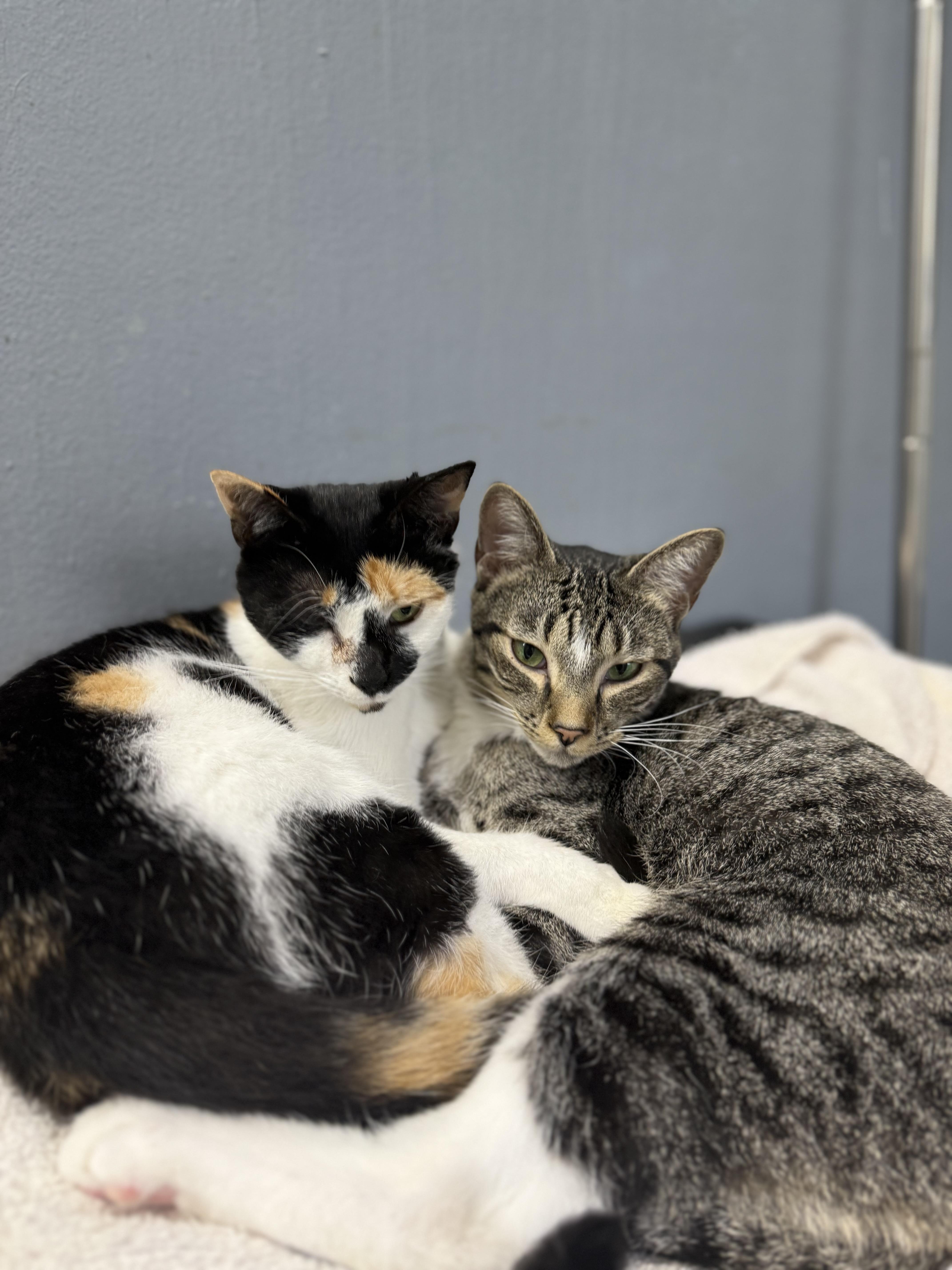 Lyra  Bonded To thumbnail 2