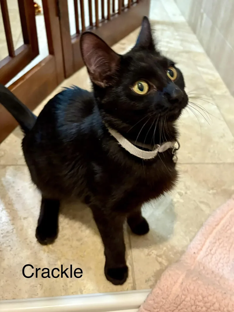 Crackle