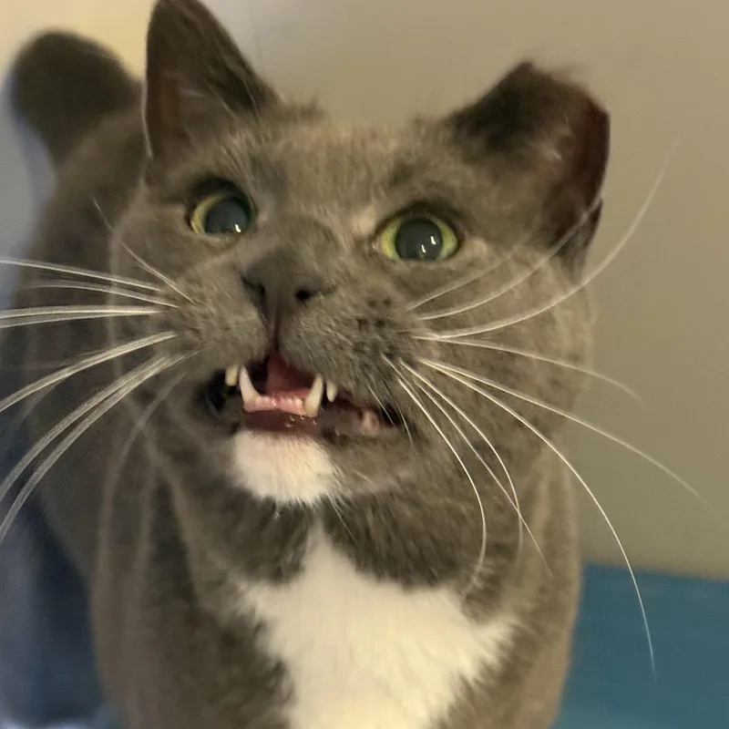 Jinx Dog Cat!! thumbnail 2