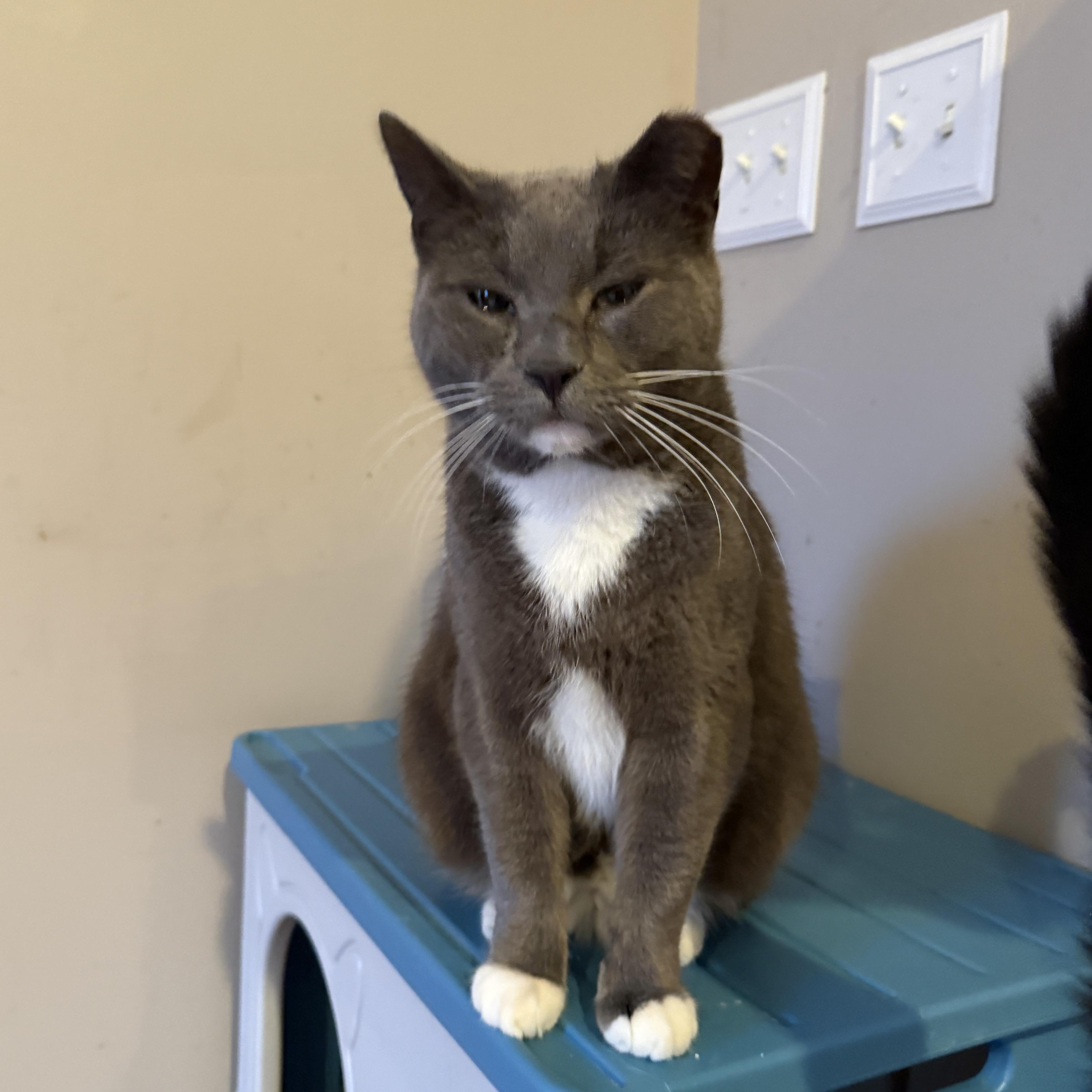 Jinx Dog Cat!! thumbnail 3