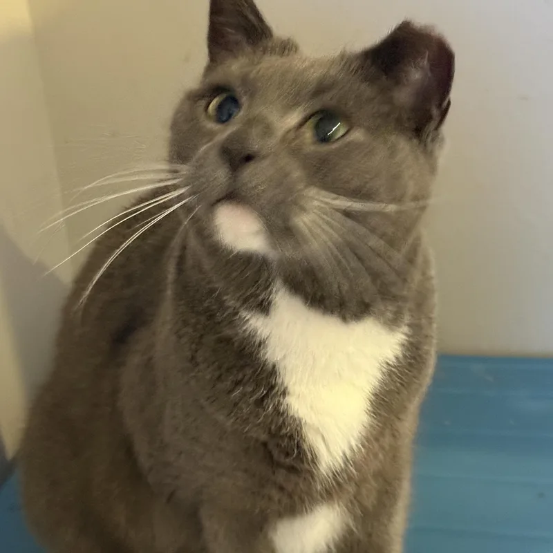 Jinx Dog Cat!! thumbnail 4